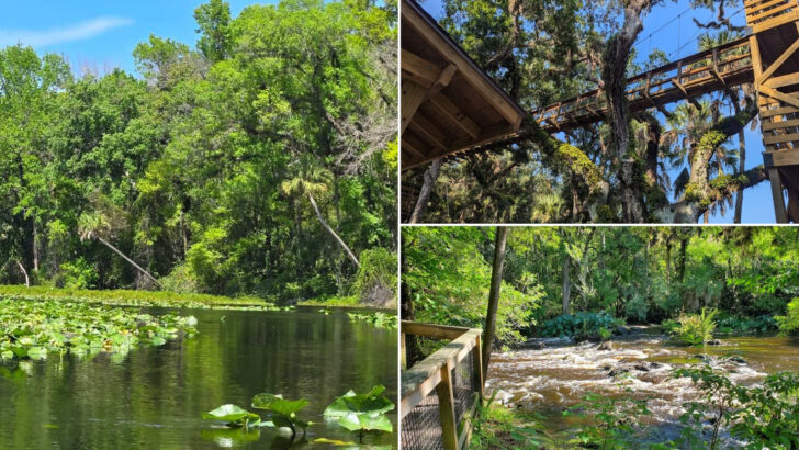 These 12 Florida Hiking Spots Feel Best When Everything Turns Green In June