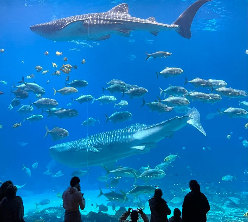 Georgia Aquarium (Atlanta)