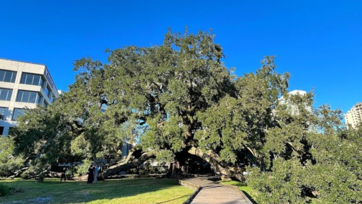 This Ancient Florida Live Oak Became One Of Jacksonville’s Most Beloved Landmarks For A Reason