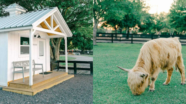 This Florida Ranch Turns A Simple Farm Visit Into A Full-On Animal Cuddle Session