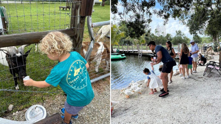 This Fort Myers Hidden Gem Lets You Feed and Cuddle Adorable Mini Farm Animals