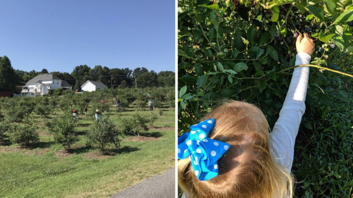This Georgia Blueberry Farm Is The Kind Of Peaceful Spring Spot Families Love Finding