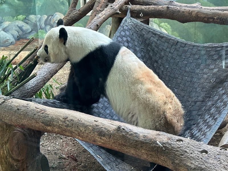 A Zoo Famous for Giant Pandas
