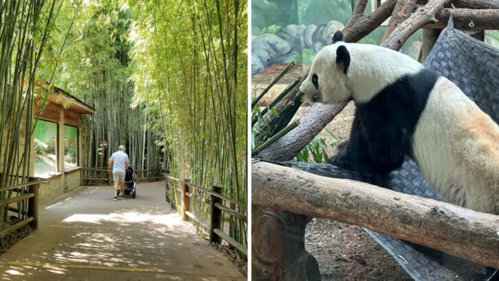 This Georgia Zoo Makes an Easy Spring Family Trip With Giant Pandas and Shaded Walking Paths