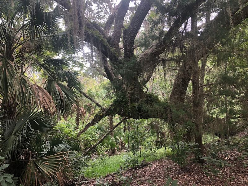 The Ancient Live Oak Forest at the Heart of the Park