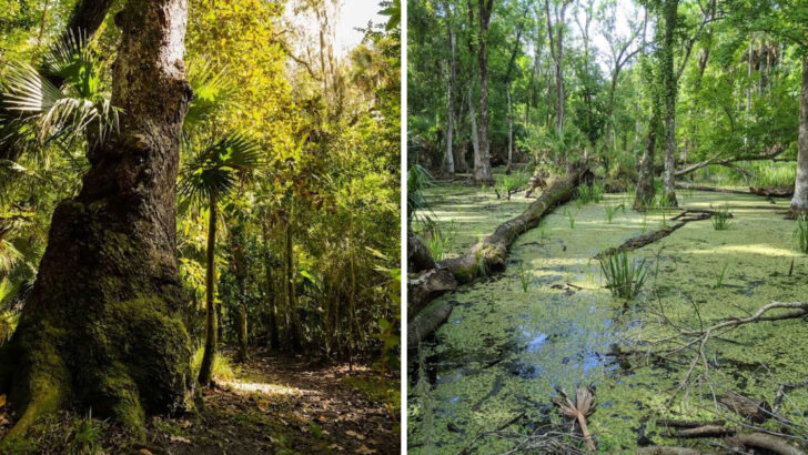 This Hidden Florida Nature Spot Is Full Of Mossy Trails, River Views, And Peaceful Spring Scenery