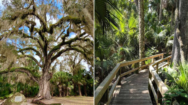 This Hidden Florida Park Has One Of The Most Beautiful Oak Canopies In The State