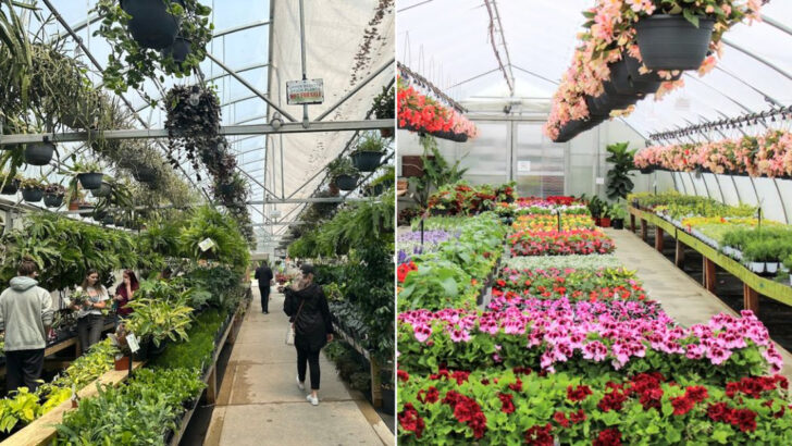 This Hidden Ohio Greenhouse Is Packed With Plants, Color, and Serious Good Vibes