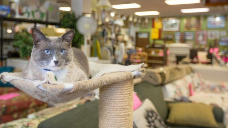 This Massive Thrift Store In Georgia Turns Bargain Hunting Into A Feel-Good Treasure Hunt
