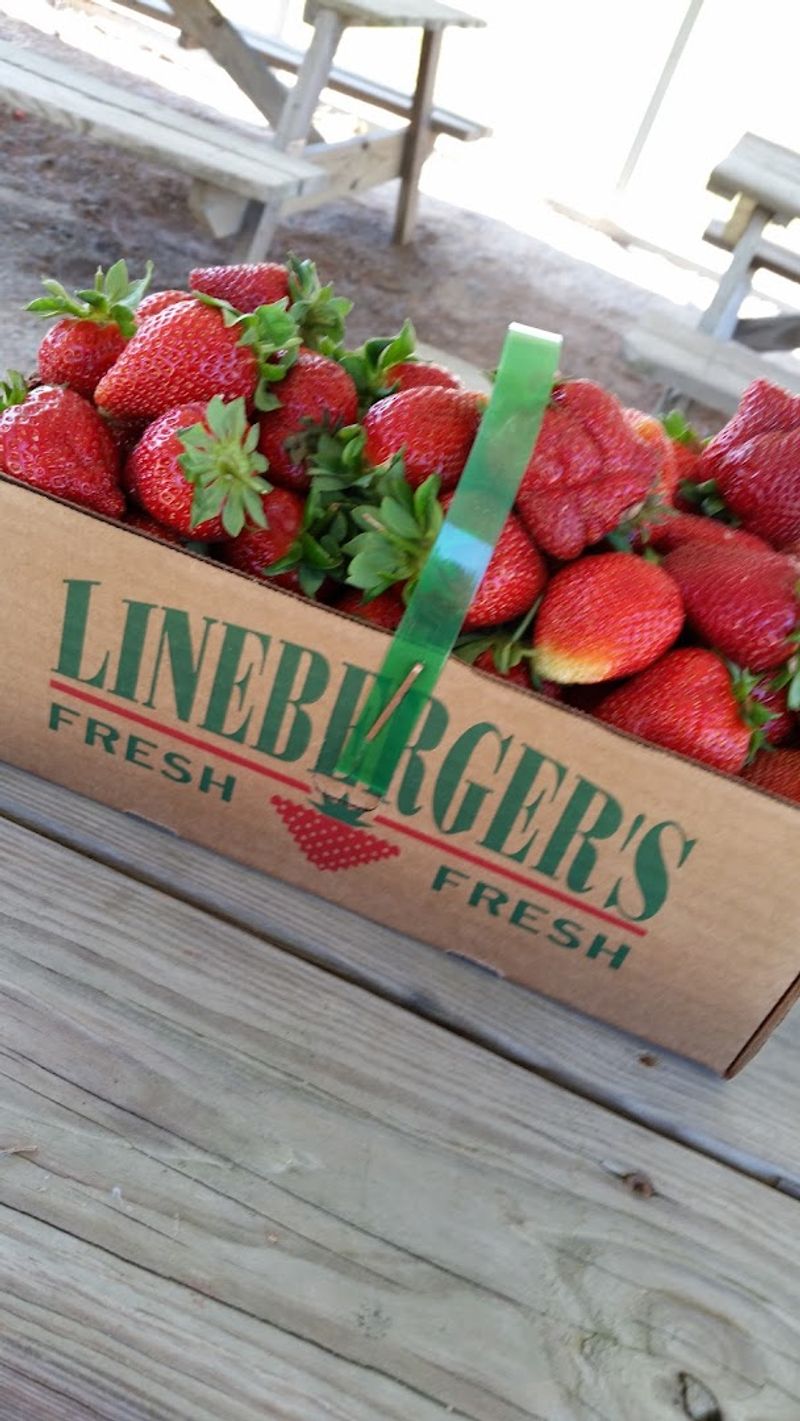Sweet Red Strawberries Fresh From the Field