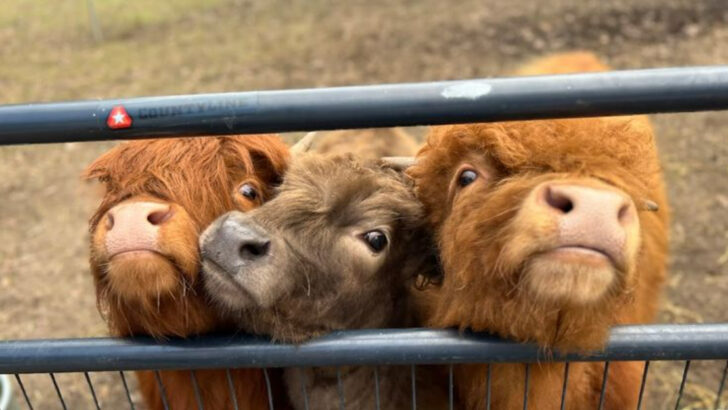 This North Carolina Farm Visit Feels Like A Storybook Afternoon With Fluffy Cows And Friendly Goats