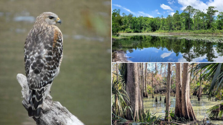 This River Feels Like Florida&rsquo;s Own Hidden Jungle Journey