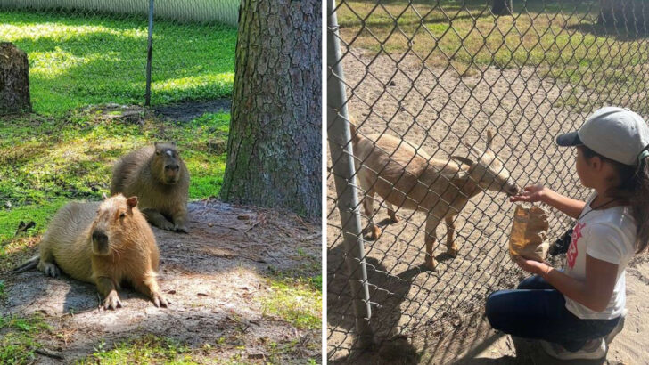 This Roadside Animal Park In North Carolina Feels Like A Throwback Family Stop With Over 100 Species