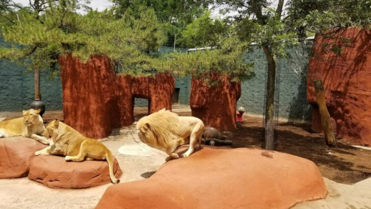 This Small Massachusetts Zoo Makes A Family Day Out Feel Easy, Affordable, And Surprisingly Fun