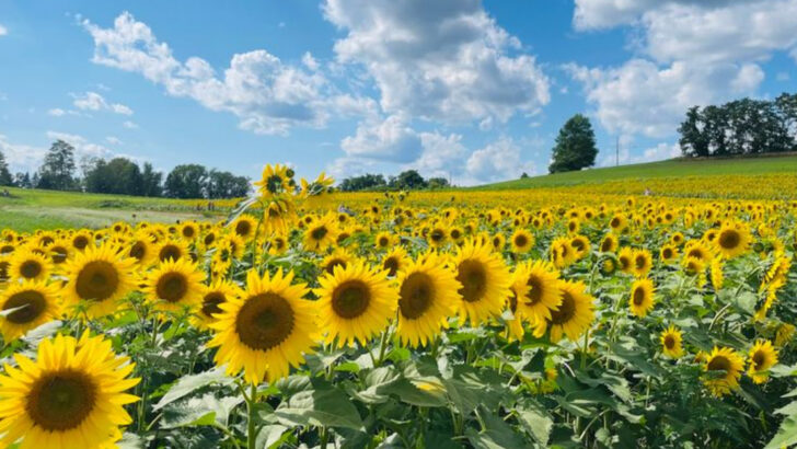 This Sunflower Farm In Pennsylvania Has Half A Million Blooms And Feels Like The South