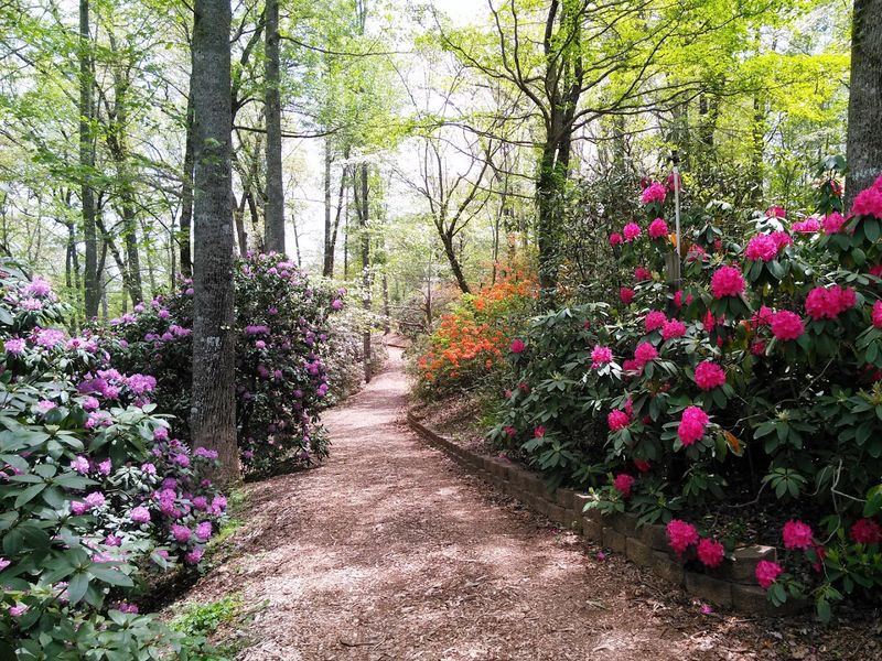 Fred Hamilton Rhododendron Garden