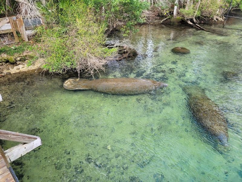 Ellie Schiller Homosassa Springs Wildlife State Park