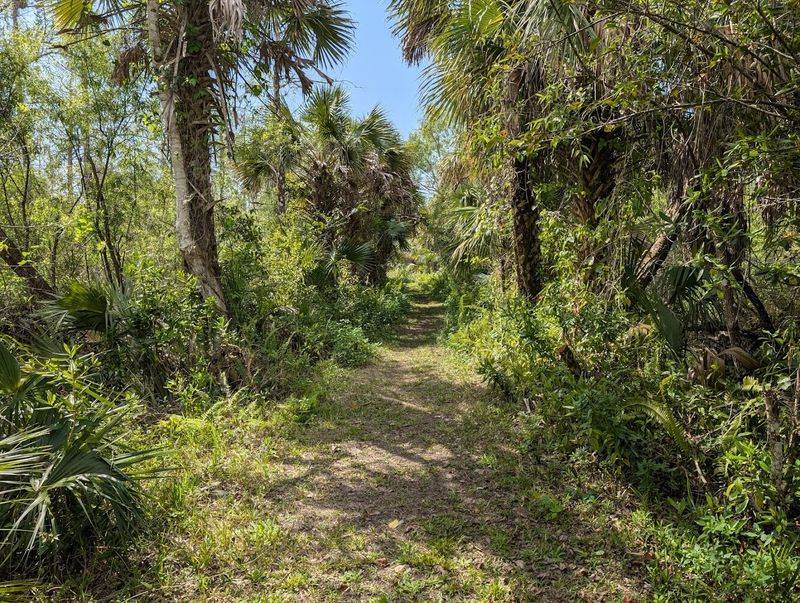 Pine Island Trail at Fakahatchee Strand Preserve State Park (Copeland)