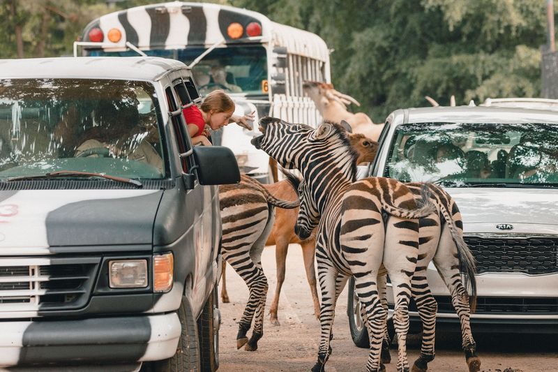 Wild Animal Safari