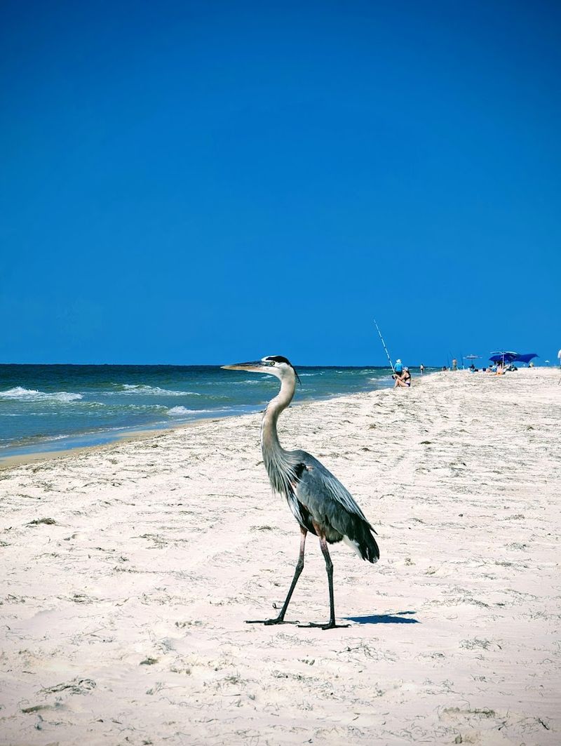St. George Island State Park