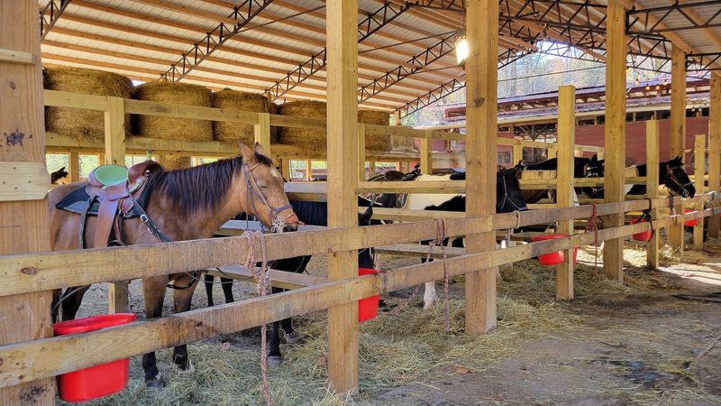 Gold City Corral & Carriage Company, Dahlonega