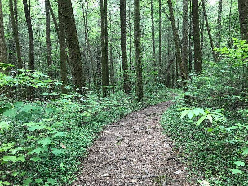 Emery Creek Falls Trail