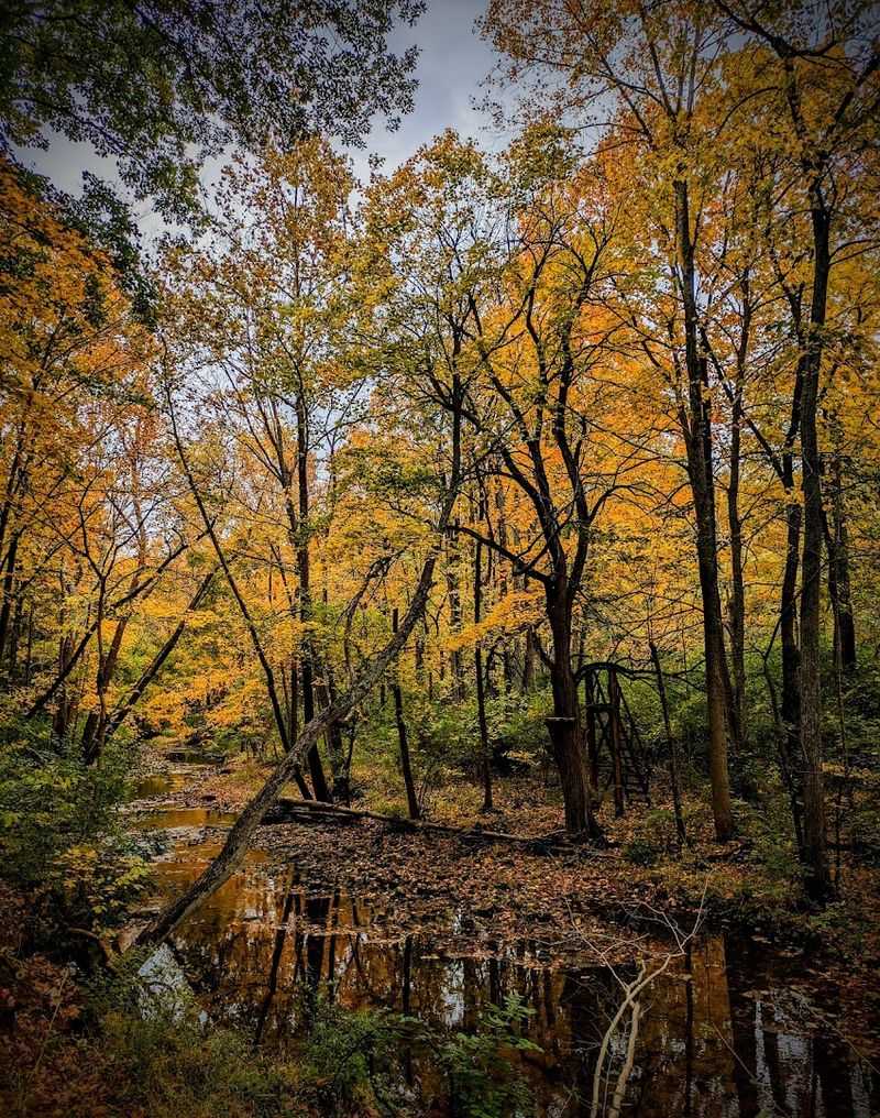 Autumn Transforms the Forest Into Living Fire