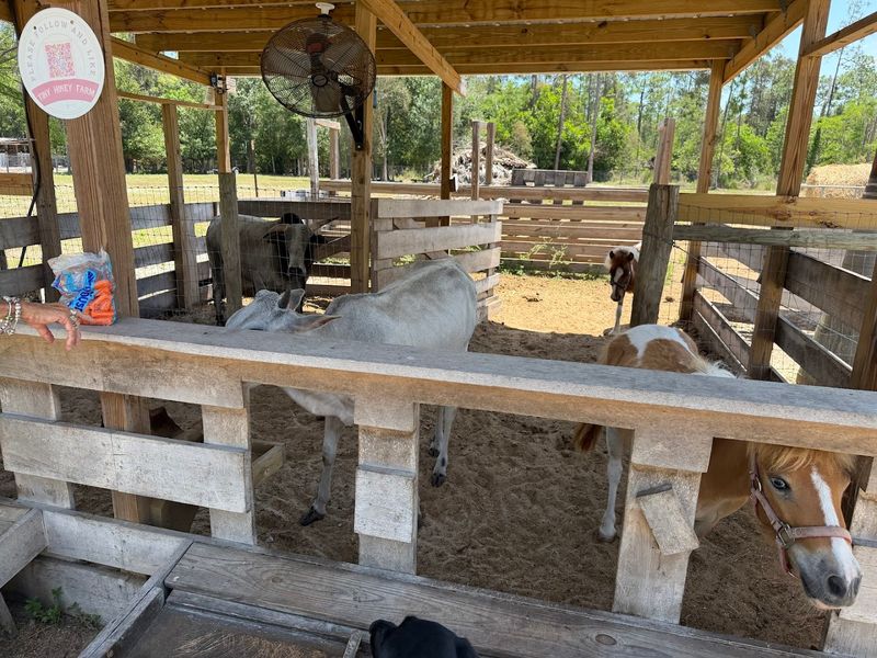 Miniature Equine Companions
