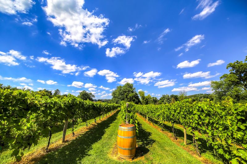 Tuscan-Inspired Grounds That Feel Transportive