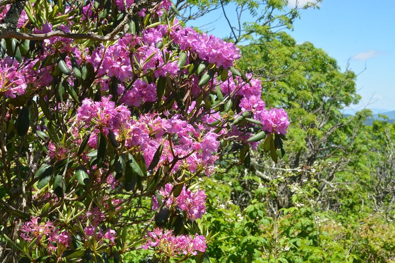 Craggy Gardens &mdash; Blue Ridge Parkway near Asheville