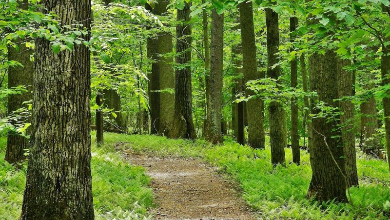 Ferncliff Peninsula Trails