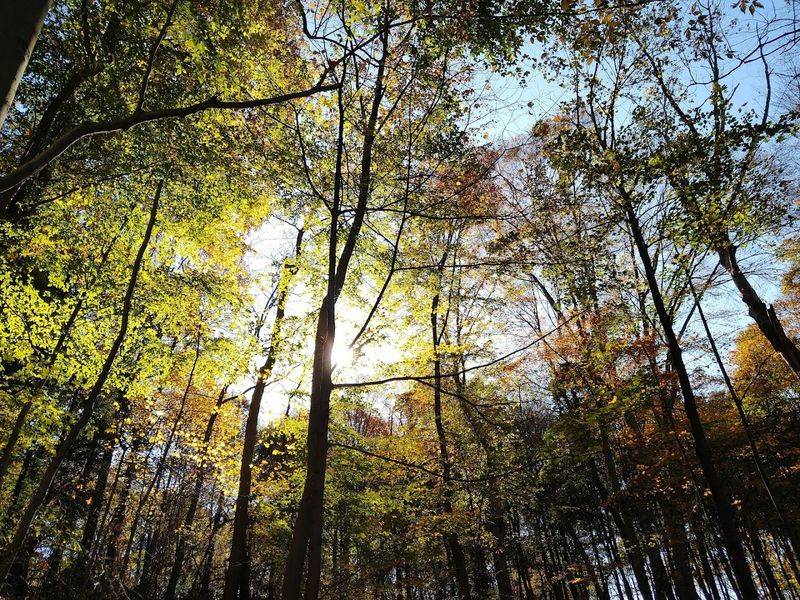Towering Tree Canopy Creates a Forest Cathedral