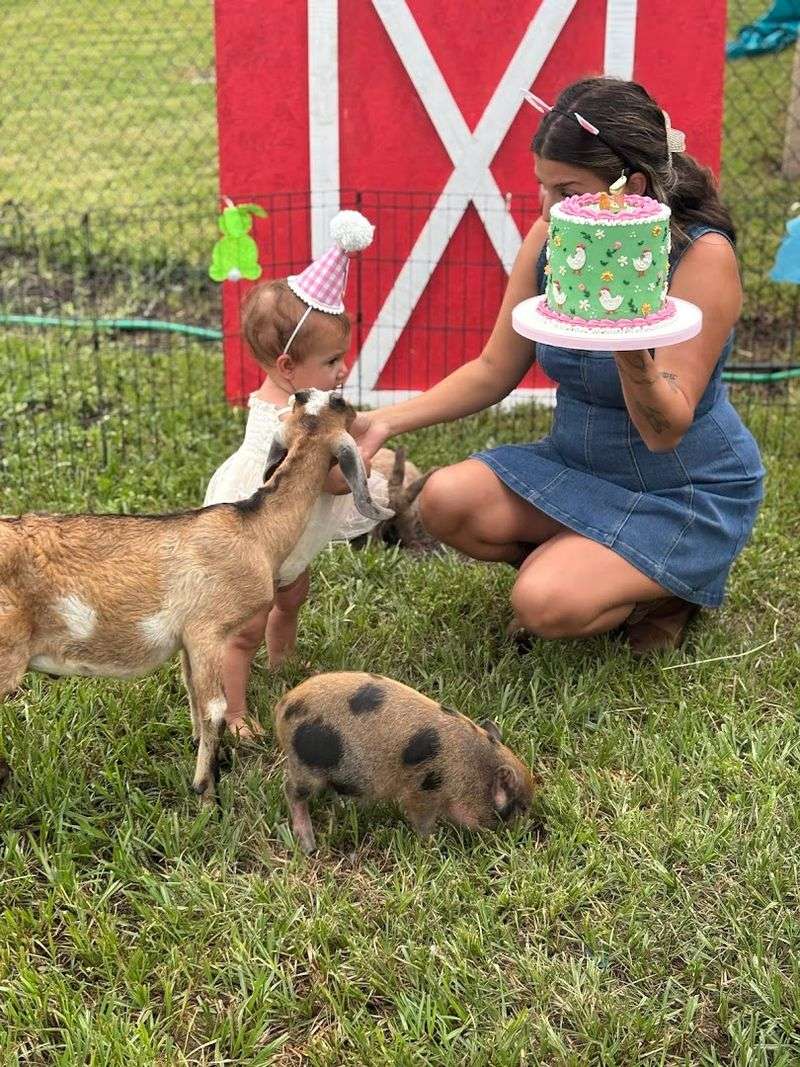 Bella's Little Farm, Mobile Petting Zoo