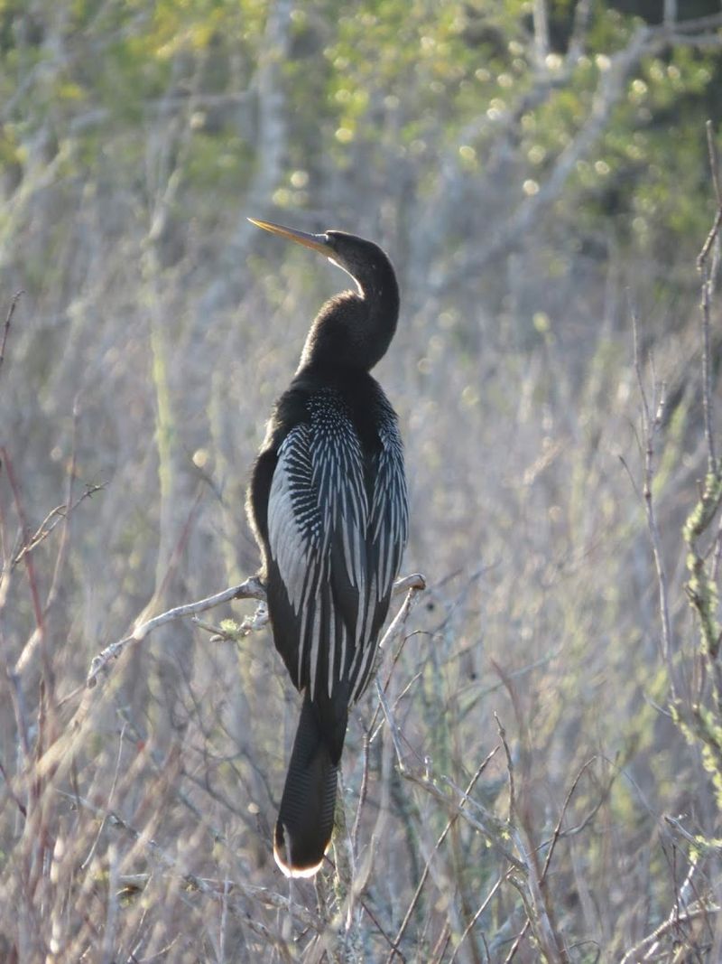 Excellent Birdwatching Along Dunes and Marshes