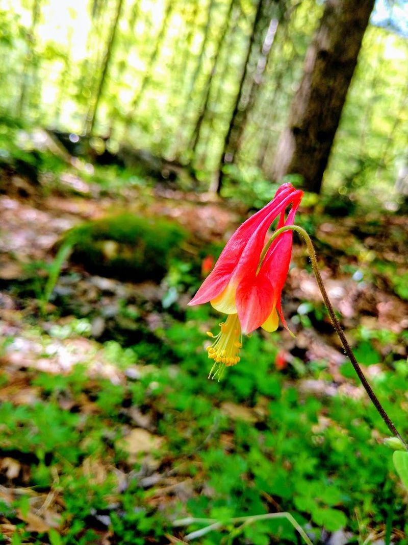 Bald Eagle State Forest (Centre County)
