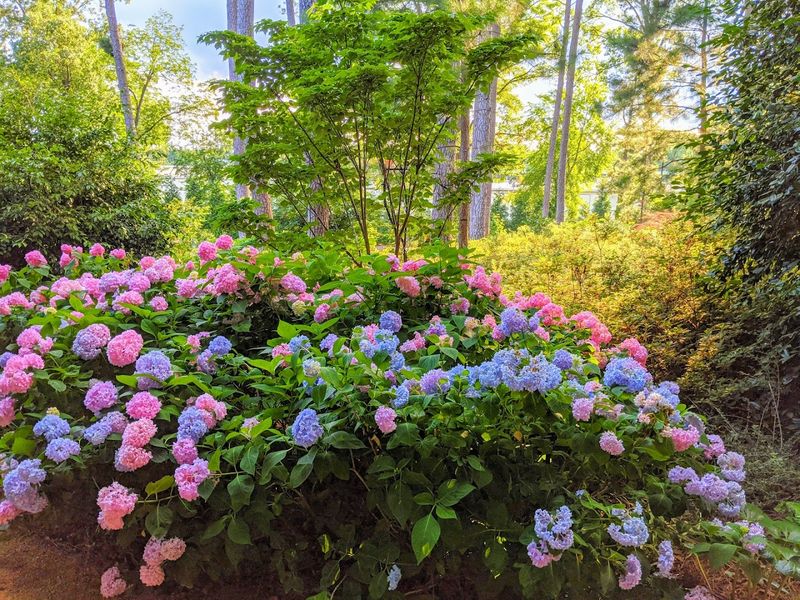 WRAL Azalea Gardens (Raleigh)