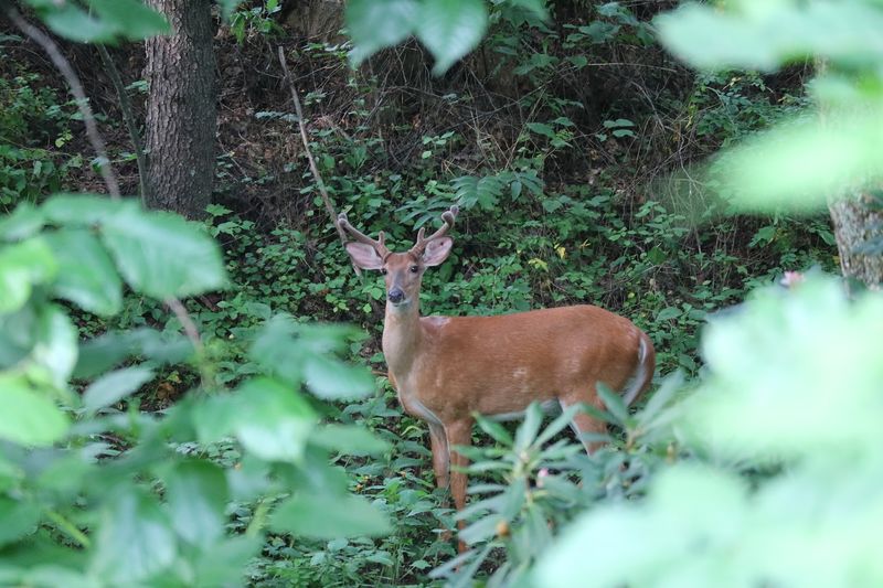 Wildlife Encounters Throughout the Seasons