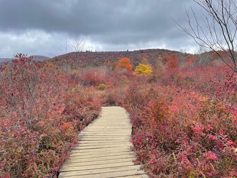 Graveyard Fields Loop Trail