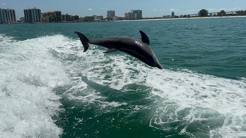 Dolphin Tours At Clearwater Harbor