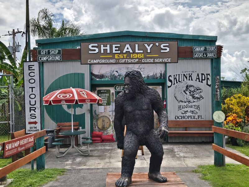 Search for the Skunk Ape in Ochopee
