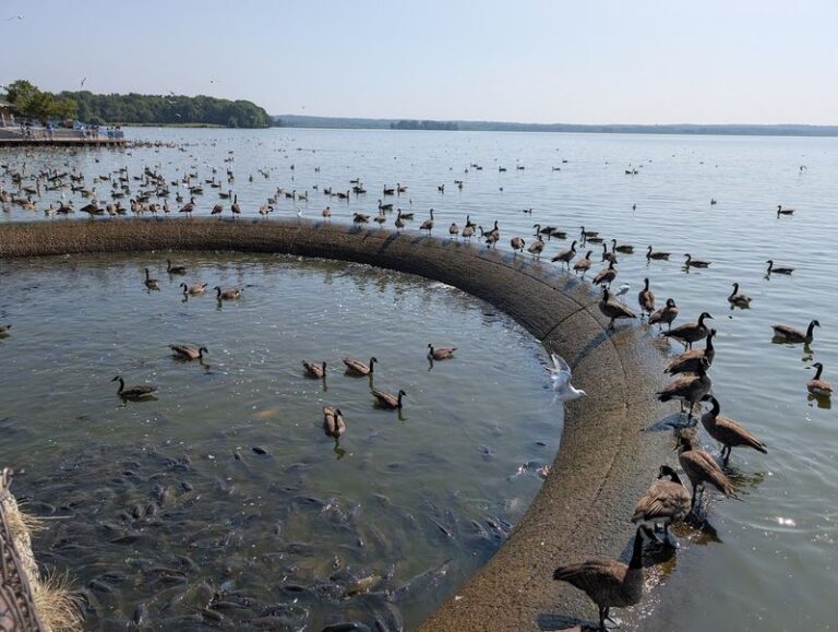 Ducks Walk Example Visiting the Linesville Spillway in Pennsylvania Where Ducks Walk on ...