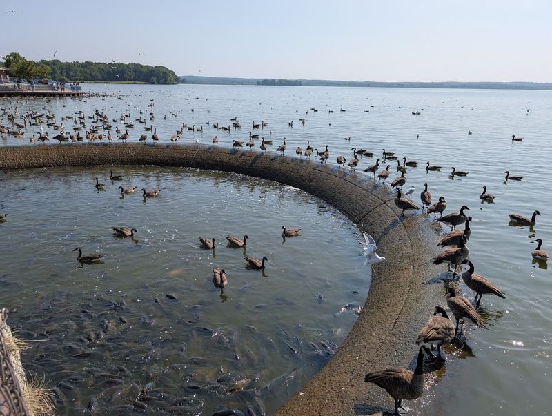 The Famous Ducks Walk on Fish Phenomenon