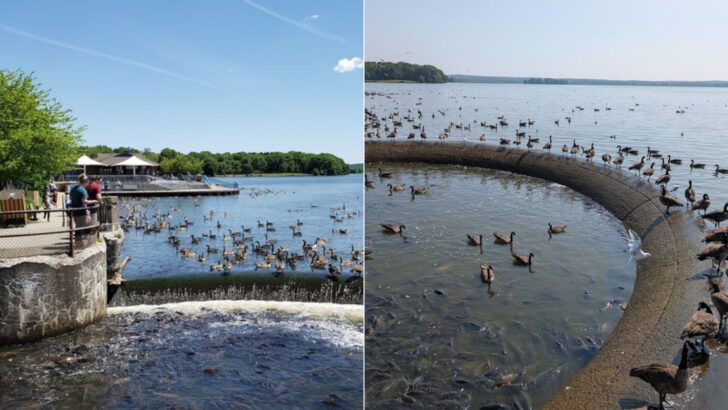 Visiting the Linesville Spillway in Pennsylvania Where Ducks Walk on Fish in a Truly Unusual Sight