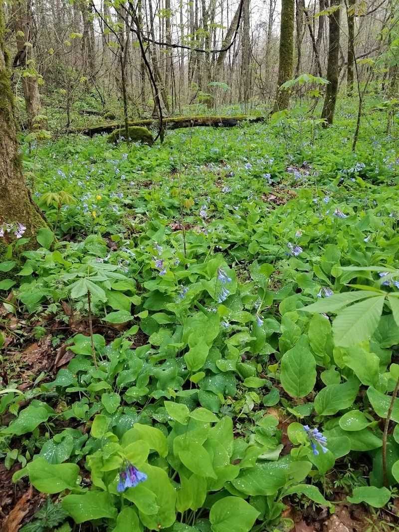 Pigeon Mountain (Shirley Miller Wildflower Trail) 