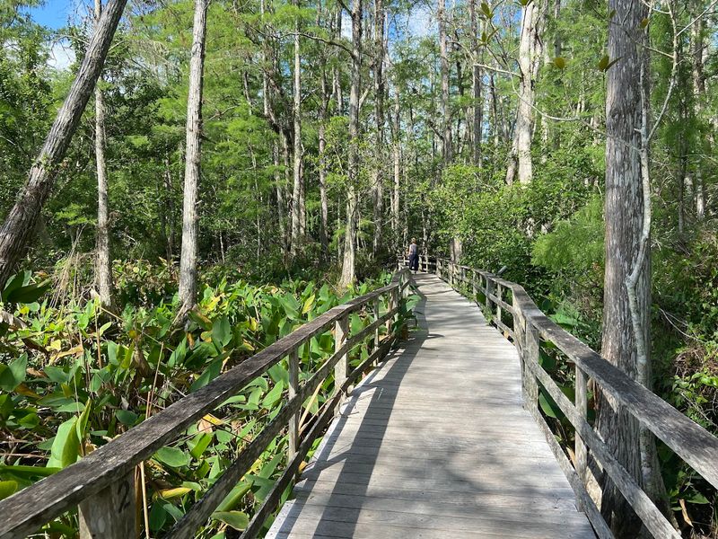 Corkscrew Swamp Sanctuary &ndash; Elevated Cypress Boardwalk