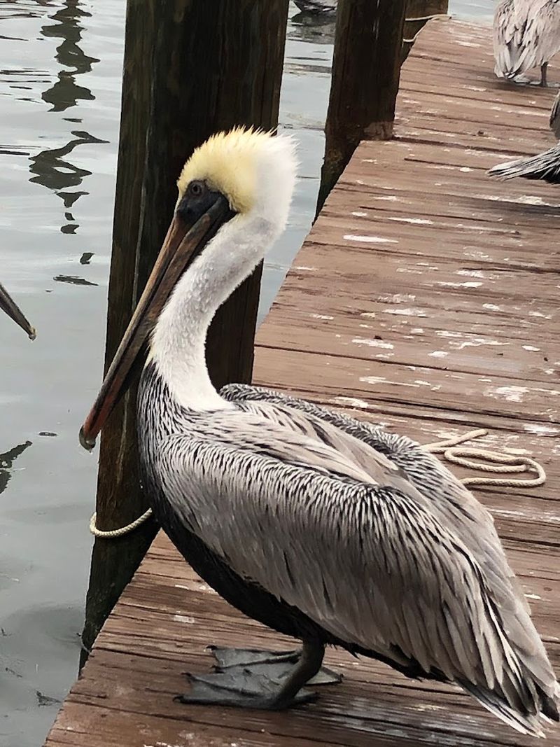 Treat the Birds Like the Local Welcoming Committee