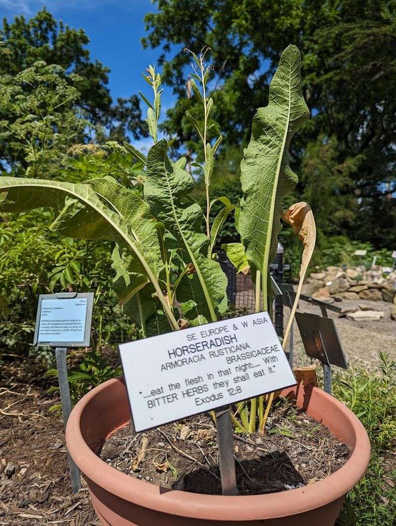 More Than 100 Plants Mentioned in the Bible