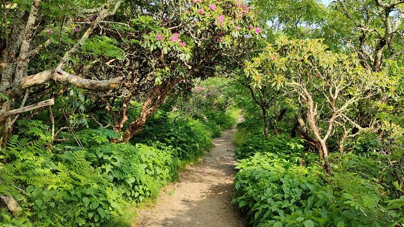 Craggy Pinnacle Trail Hike - Barnardsville, Buncombe County