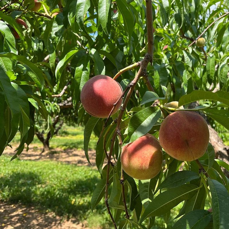 Brown's Orchard (Loganville, PA)