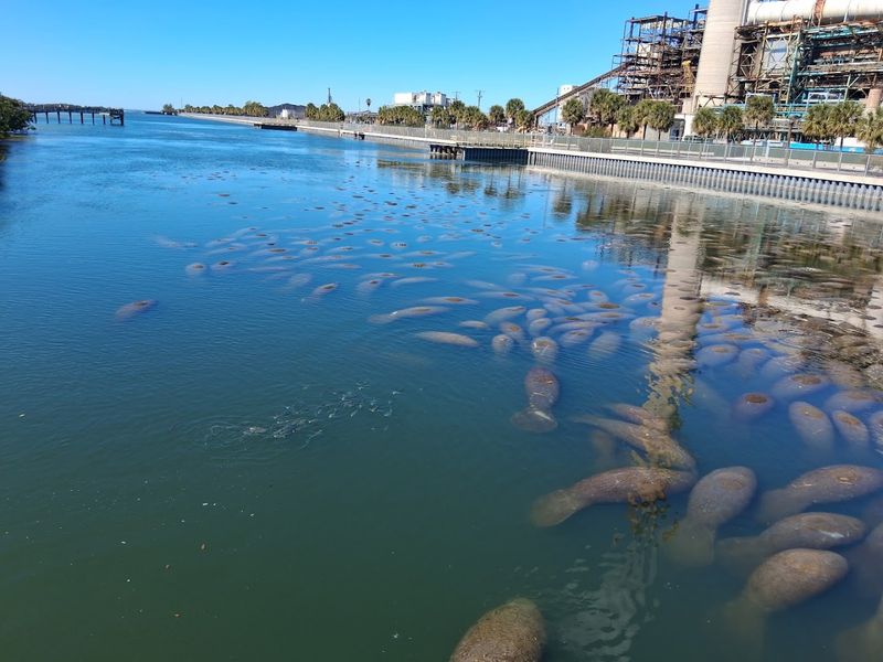 TECO Manatee Viewing Center